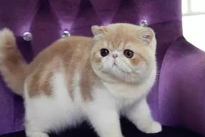 犬猫心血管病的影像学诊断
