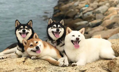 豆柴犬多少钱 怎样区分豆柴犬和柴犬