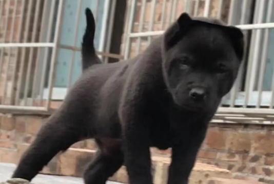 五黑犬是什么品种