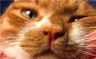 猫鼻子不通气不吃饭怎么办?