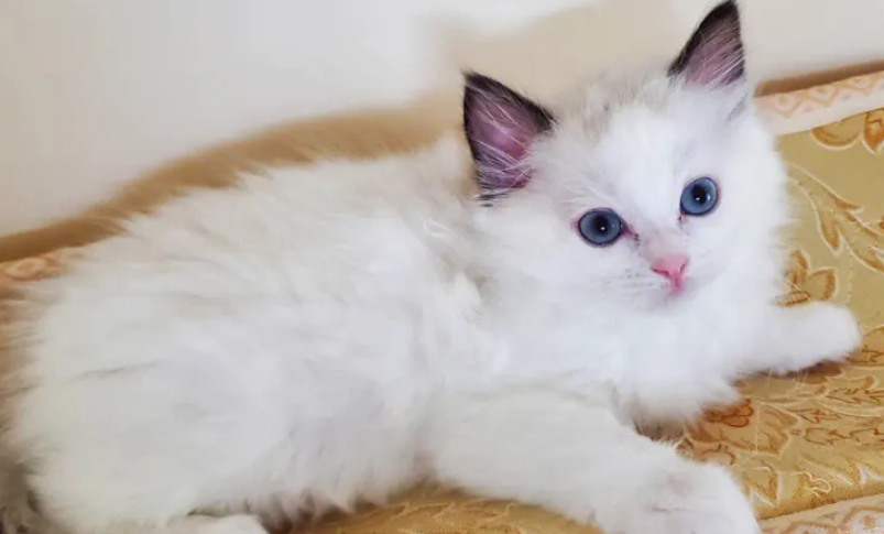 布偶猫眼睛颜色有红黄蓝三种吗? 布偶猫眼睛颜色有红黄蓝三种吗?