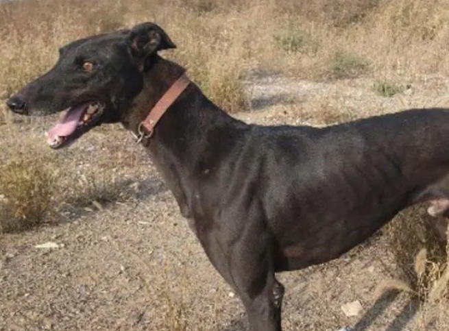 格力犬咳嗽咋回事