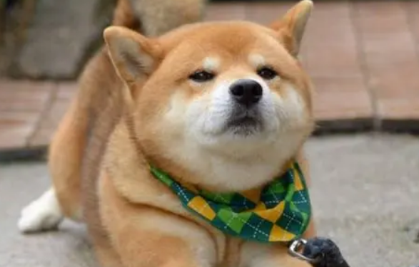 柴犬寿命一般多少年 柴犬寿命一般多少年