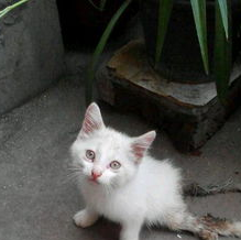 猫腿断了没钱去医院怎么办? 猫腿断了没钱去医院怎么办?
