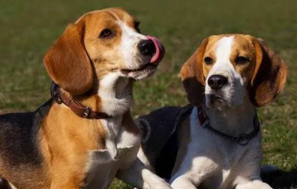 比格犬性格是什么 比格犬性格是什么