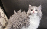 上海塞尔凯克猫正规猫舍