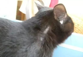 怀孕的母猫得了猫癣怎么办？