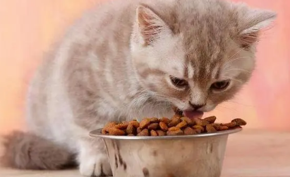 欧卡曼猫粮怎么样好吃吗,猫粮份量怎么样? 欧卡曼猫粮怎么样好吃吗,猫粮份量怎么样?
