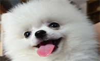 为什么狗狗会出现肾病呢