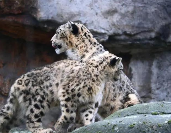 新疆发现4只雪豹,疑似母豹在教小豹狩猎,漫山遍野寻找猎物气味 新疆发现4只雪豹,疑似母豹在教小豹狩猎,漫山遍野寻找猎物气味