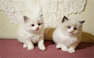 美国布偶猫猫舍名单