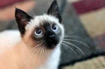 暹罗猫可以吃鸡蛋吗？需要根据猫咪的体质来看