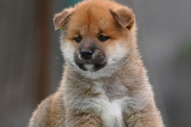 柴犬毛色护理?柴犬毛发护理的几个要素! 柴犬毛色护理?柴犬毛发护理的几个要素!
