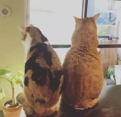 旧猫对新猫低吼哈气怎么办? 旧猫对新猫低吼哈气怎么办?