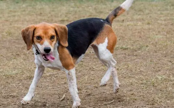 比格犬美容方法详解？让比格犬更漂亮！