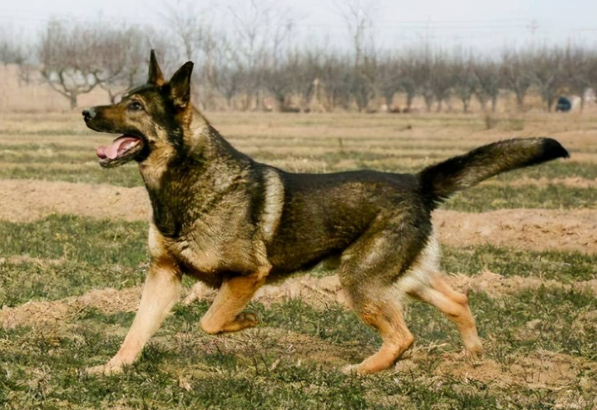 昆明犬每天遛多久合适呢