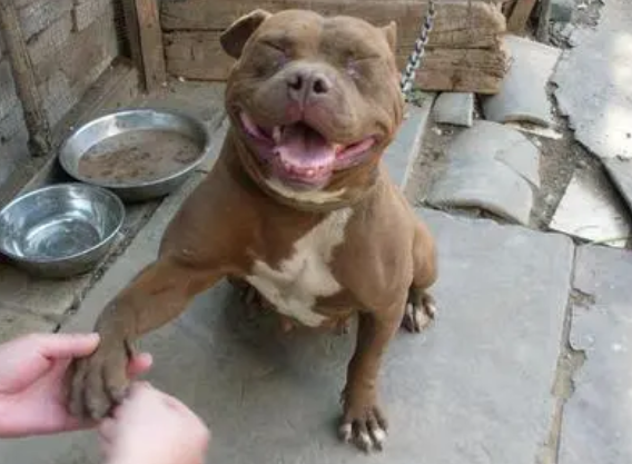 比特犬智商怎么样啊