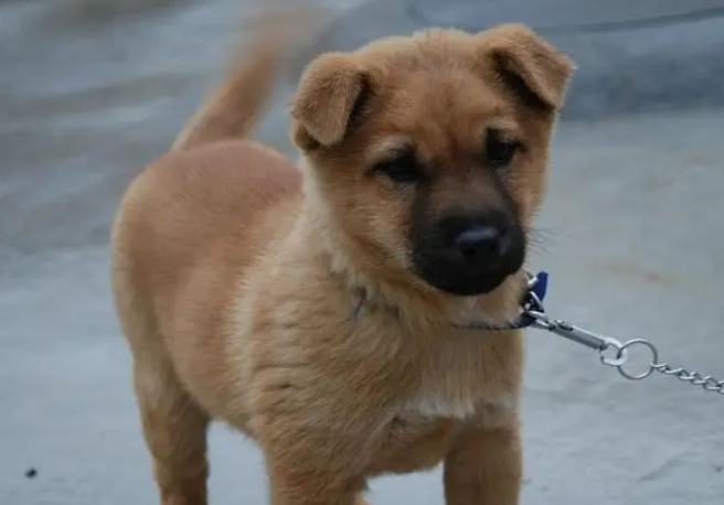 最正宗的中华田园犬价格