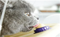 hanpinpets猫糖舔舔乐多少钱