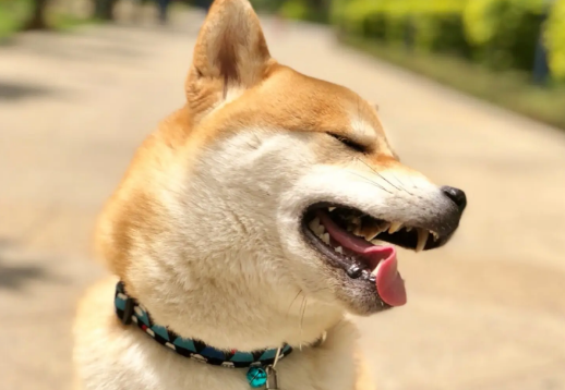 柴犬鼻子湿是什么原因？柴犬鼻子非常干又是怎么回事呢？