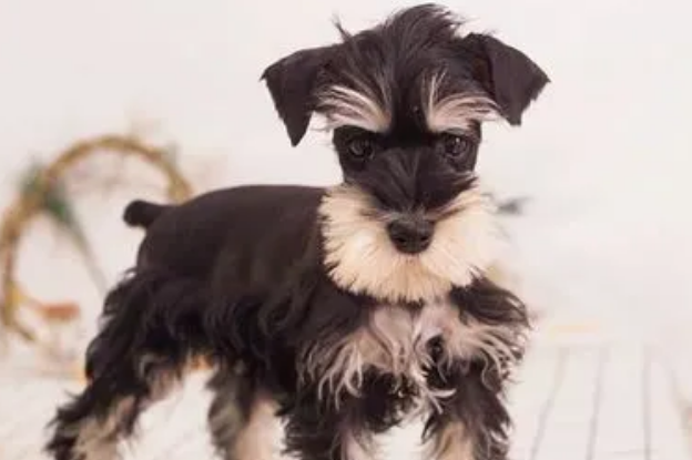 雪纳瑞怎么训练？狗狗的训练方法？