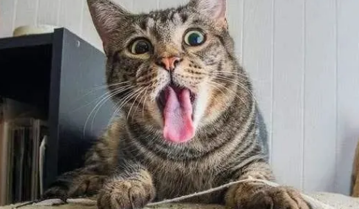 猫吃辣椒油怎么办？