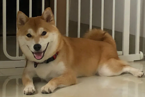 柴犬喜欢咬东西吗?进入磨牙期的狗狗会咬东西! 柴犬喜欢咬东西吗?进入磨牙期的狗狗会咬东西!