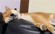 狗狗为啥喜欢睡沙发