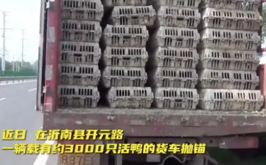 山东临沂消防喷水20分钟解救3000只中暑鸭,挽回损失7万元 山东临沂消防喷水20分钟解救3000只中暑鸭,挽回损失7万元