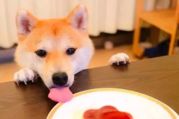柴犬能吃骨头吗?最好不要给柴犬吃骨头 柴犬能吃骨头吗?最好不要给柴犬吃骨头