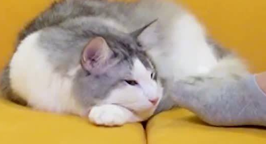 踩到猫咪的脚怎么办? 踩到猫咪的脚怎么办?