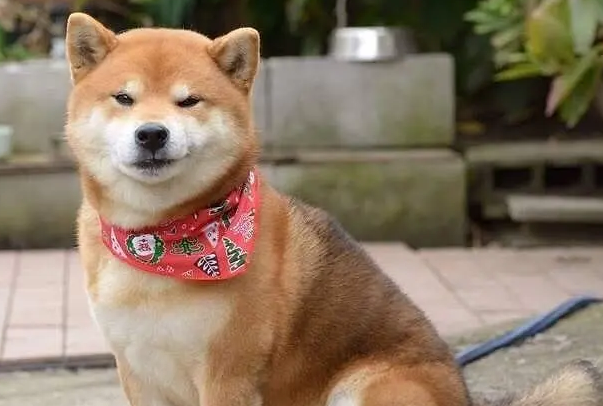柴犬多少个月定型？一般要在一岁之后