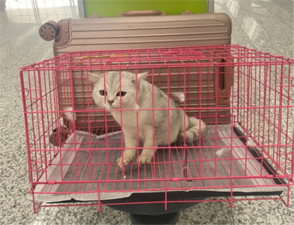 宠物托运平台有哪些