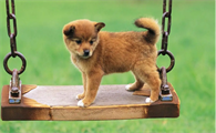 幼犬流鼻涕怎么办