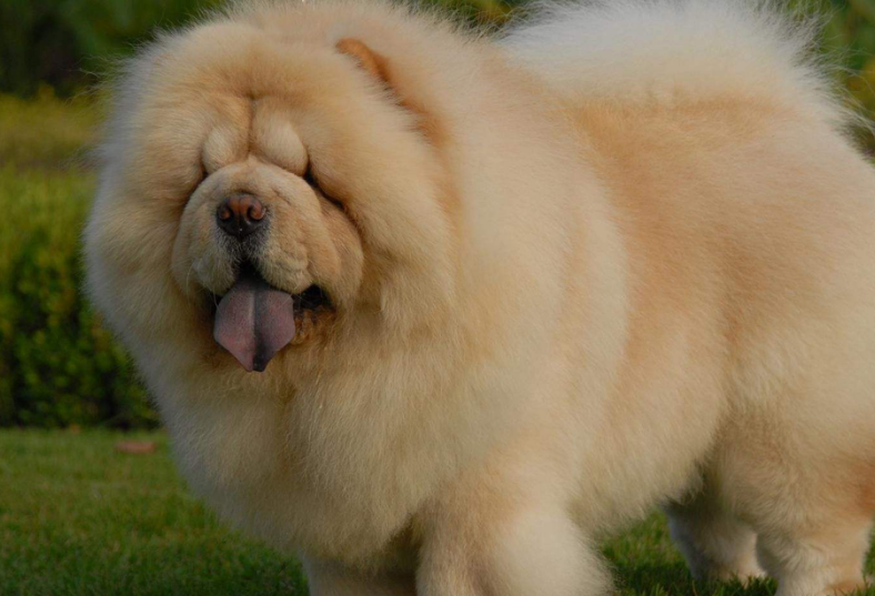 松狮犬喂养,最关键的是一周要断粮一天! 松狮犬喂养,最关键的是一周要断粮一天!
