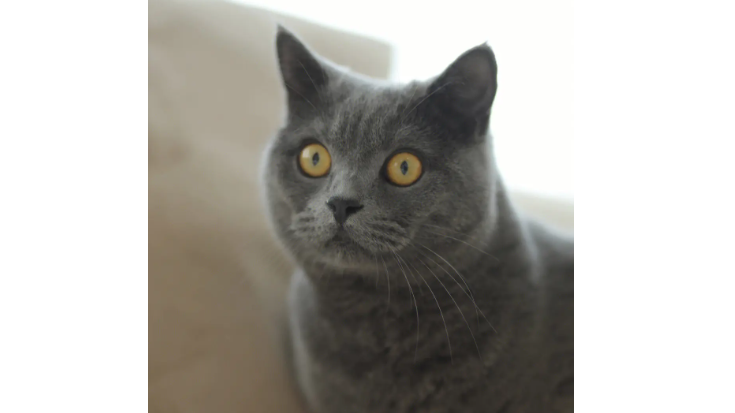蓝猫喜欢什么样的主人
