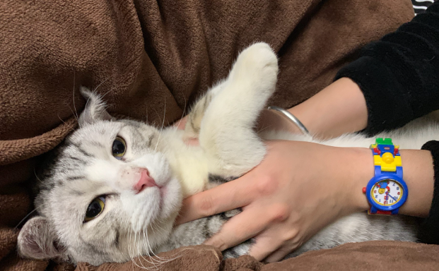 猫把自己挠秃了怎么办?猫癣初期症状? 猫把自己挠秃了怎么办?猫癣初期症状?