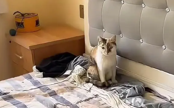 爱猫还是害猫?出租屋里多只猫咪仅剩几只 爱猫还是害猫?出租屋里多只猫咪仅剩几只