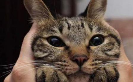 田园猫生病了怎么办?怎么治疗? 田园猫生病了怎么办?怎么治疗?