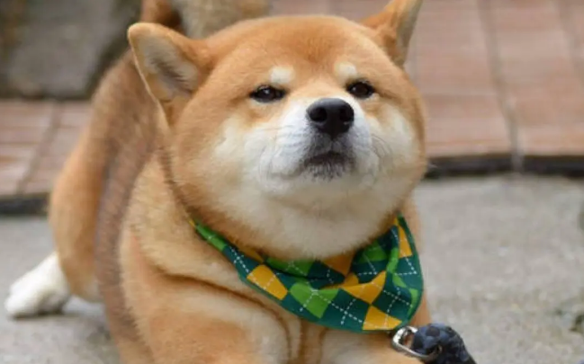 柴犬不听话怎么办？柴犬不听话这样一招就可以搞定！