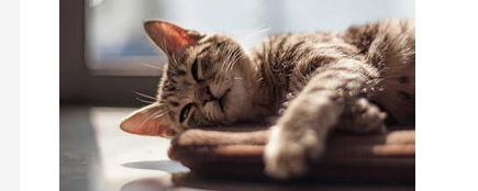 猫咪嘴巴臭臭的怎么办？猫咪嘴巴臭臭的怎么办吃什么药？