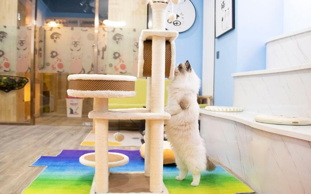 猫舍除臭味用什么效果最好