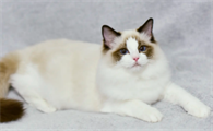布偶猫吃什么对毛发好 原来这些食物就可以