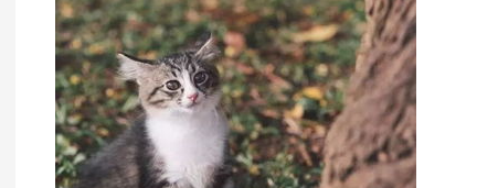 猫换毛季节怎么办？宠物猫换毛季节？
