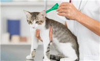 猫咪体内外驱虫可以同时进行吗