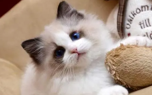 布偶猫不吃东西还没精神怎么办呢