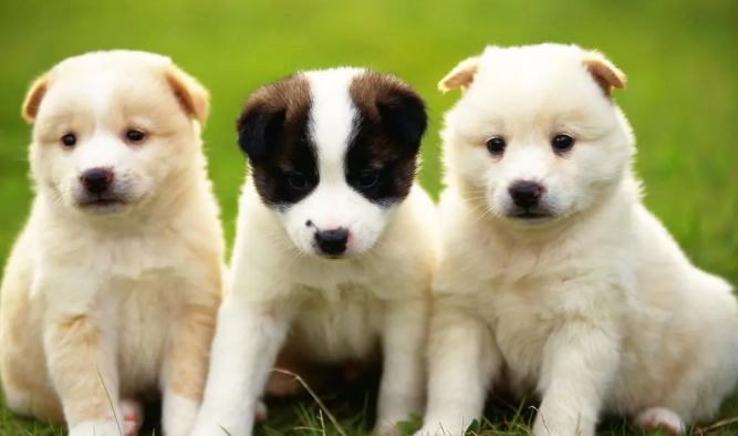 幼犬肚子鼓鼓的正常吗 幼犬肚子鼓鼓的正常吗