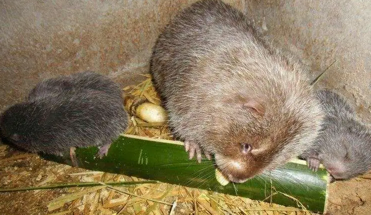 吃竹鼠肉什么病不能吃