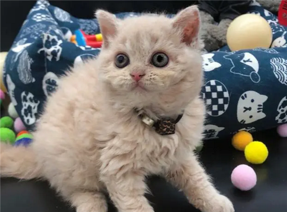 塞尔凯克卷毛猫猫舍
