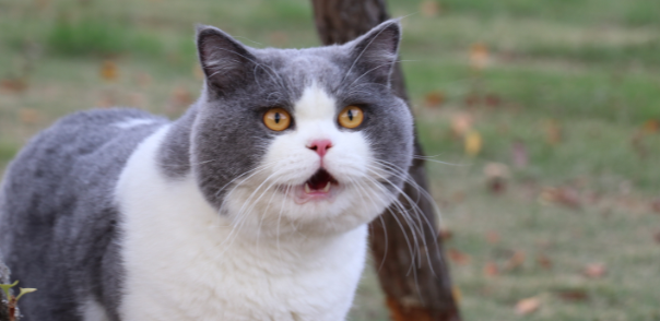 英国短毛猫性情怎么样啊